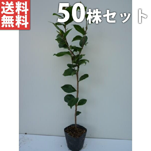 ■貨物輸送無料■【50本書き割り】 ヤブツバキ 樹高0.5m前後 10.5珊ポット ツバキ 椿 津液き 山椿 まっ盛りツバキ 若木 苗 植木 庭木 環堵 花を楽しむ木 秋・冬に花を咲かせる植木特集 生け垣 つつみ隠し