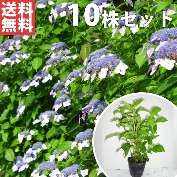 ■貨物輸送無料■【10本仕掛ける】 まっ盛り紫陽花 樹高0.3m前後 15糎ポット 山アジサイ やまあじさい 色決めるなし 若木 苗 植木 庭木 垣根 花を楽しむ木 春に花を咲かせる植木特集