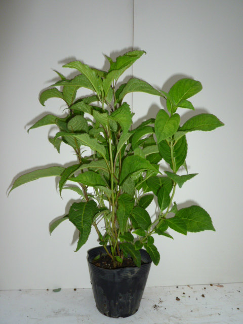 高い品質 15本セット ヤマアジサイ 樹高0 3m前後 15cmポット 山紫陽花 やまあじさい 苗木 植木 苗 庭木 生け垣 花を楽しむ木 初夏に花を咲かせる植木特集 新着商品 Www Estelarcr Com