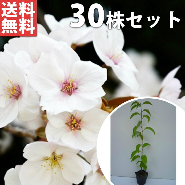 ■送料無料■【30本セット】 ヤマザクラ 樹高0.5m前後 10.5cmポット 山桜 サクラ・さくら・桜 苗木 苗 植木 庭木 生け垣 花を楽しむ木 春に花を咲かせる｜季の香（きのか）