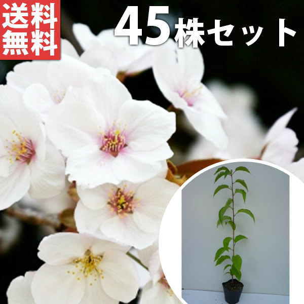 高級上質ブランド ヤマザクラ樹高0 5m前後苗木植木苗庭木生け垣花を楽しむ木 送料無料 45本セット ヤマザクラ樹高0 5m前後10 5cmポット山桜サクラ さくら 桜苗木植木苗庭木生け垣花を楽しむ木春に花を咲かせる植木特集