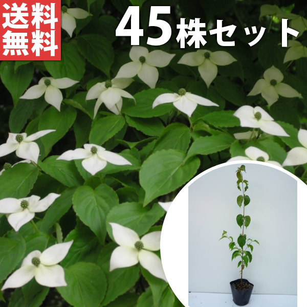 ■送料無料■【45本セット】 ヤマボウシ 樹高0.3m前後 10.5cmポット やまぼうし 落葉 落葉樹 苗木 苗 植木 庭木 生け垣 花を楽しむ木 春に花を咲かせる植木特集