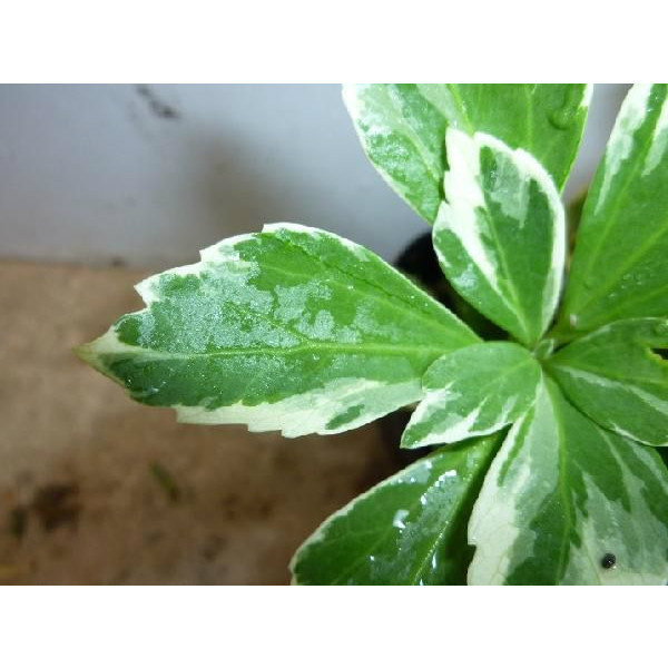 楽天市場】ハツユキカズラ 9cmポット 苗 ハツユキカヅラ はつゆき