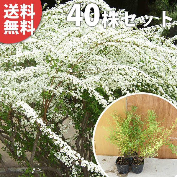 ■送料無料■ ユキヤナギ 樹高0.3m前後 10.5cmポット 雪柳 ゆきやなぎ 苗木 植木 苗 庭木 生け垣 花を楽しむ木 春に花を咲かせる植木特集 中木・低木