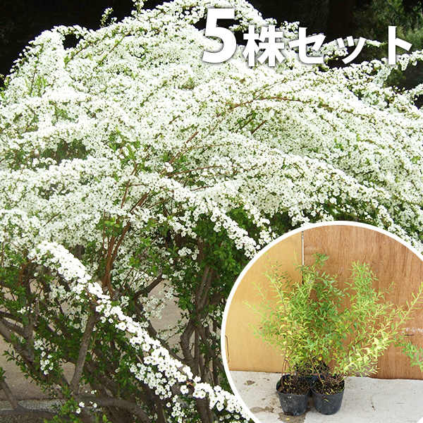 ユキヤナギ 樹高0 3m前後 10 5cmポット 雪柳 ゆきやなぎ 苗木 植木 低木 中木 花