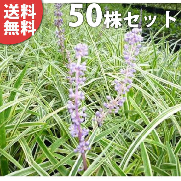 苗木 苗 庭木 送料無料 植木 苗 庭木 生け垣 ヤブラン 50ポットセット 下草 グランドカバー 斑入りヤブラン 10 5cmポット 斑入りヤブラン ヤブラン フイリヤブラン やぶらん 苗木 植木 苗 庭木 生け垣 下草 グランドカバー 季の香 きのか