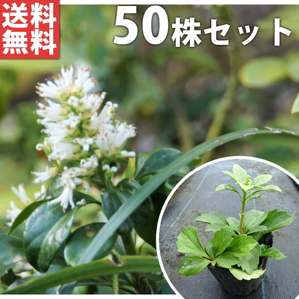 フッキソウ 庭木 苗木 植木 苗 植木 庭木 生け垣 下草 グランドカバー 送料無料 50ポットセット 9cmポット フッキソウ 9cmポット 富貴草 ポット苗 苗木 植木 苗 庭木 生け垣 下草 グランドカバー 季の香 きのか