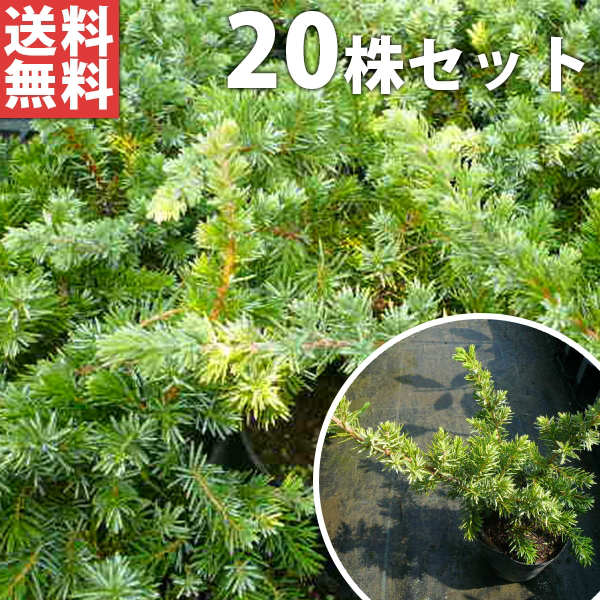 ■送料無料■【20ポットセット】 ブルーパシフィック 15cmポット コニファー 苗木 苗 植木 庭木 生け垣 コニファー 下草・グランドカバー