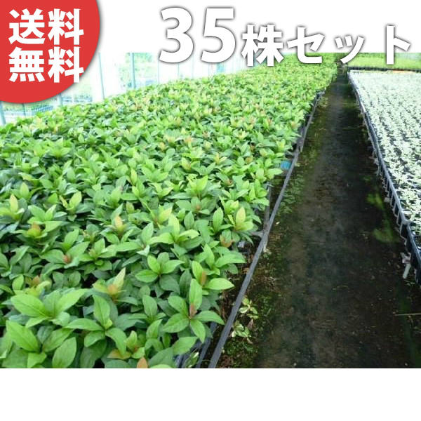 ■送料無料■【35ポットセット】 ヤブコウジ 9cmポット 藪柑子 やぶこうじ 苗木 苗 植木 庭木 生け垣 下草・グランドカバー