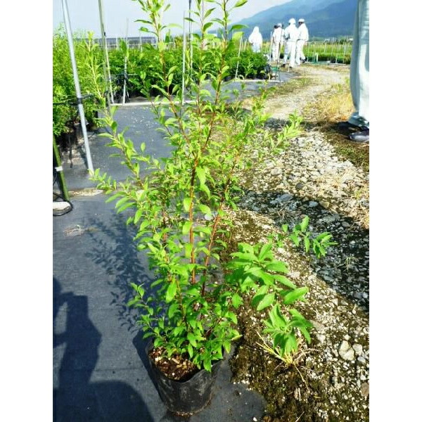 オンライン限定商品 苗木生け垣雪柳植木ユキヤナギ花を楽しむ木樹高0 4m前後ユキヤナギ植木15cmポット 40本セット 植木苗庭木 送料無料 樹高0 4m前後雪柳ゆきやなぎ苗木植木苗庭木生け垣