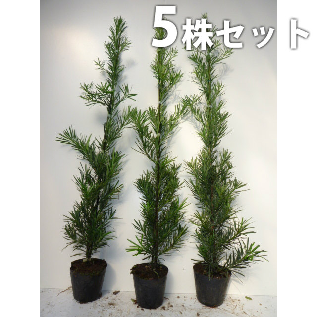 ■貨物輸送無料■【5本仕掛ける】 ラカンマキ 樹高0.8m前後 15糎ポット ※拠りどころはつきません 生け垣 らかん親族グループ マキ 親族グループ 苗 若木 生け垣 植木 庭木 環堵 包みかくし
