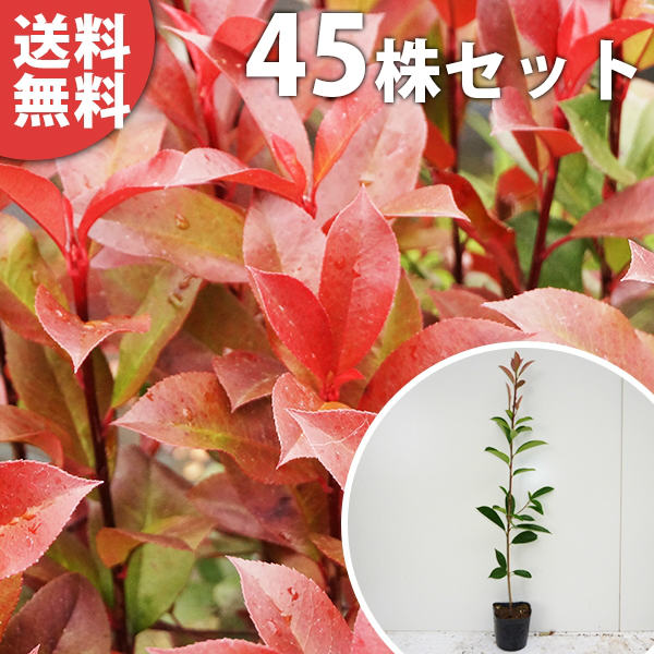 シマトネリコ 樹高0.4m前後 10.5cmポット 垣根 庭木 販売 目隠し 単品 植木 生垣 生け垣 苗木 苗 生垣用