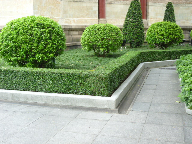 送料無料 ボックスウッド 優良品 15本セット 福岡 苗木 苗 庭木 優良品 樹高0 4m前後 生け垣 15cmポット おすすめ 植木 目隠し 生垣