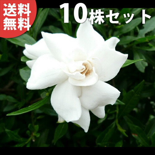 ■貨物輸送無料■【10本書き割り】 ヒメクチナシ 樹高0.3m前後 13.5糎ポット ひめくちなし (コクチナシ)  若木 苗 植木 庭木 生垣 花を楽しむ木 初夏に花を咲かせる植木特集
