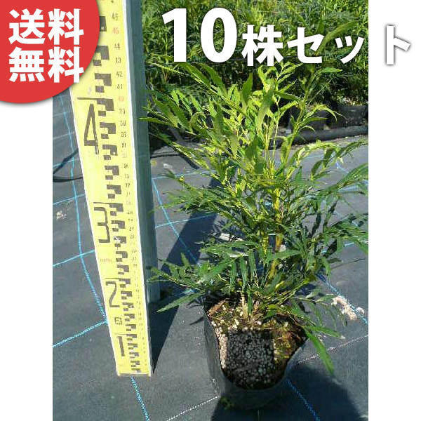 ■貨物輸送無料■【10本仕掛ける】 マホニア・コンフューサ 樹高0.2m前後 15糎ポット まほにあ 若木 苗 植木 庭木 垣根 中木・かん木