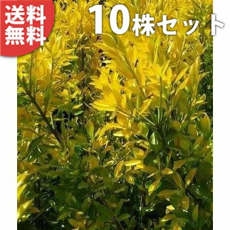 楽天市場】◇送料無料◇【10本】 オウゴンマサキ 樹高20cm〜30cm