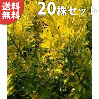 11232円 【全商品オープニング価格特別価格】 ■送料無料■ オウゴンマサキ 樹高0.4m前後 15cmポット おうごんまさき 黄金マサキ スーパー黄金マサキ 生垣用 苗木 植木 苗 庭木 生け垣 中木 低木 目隠し 生垣