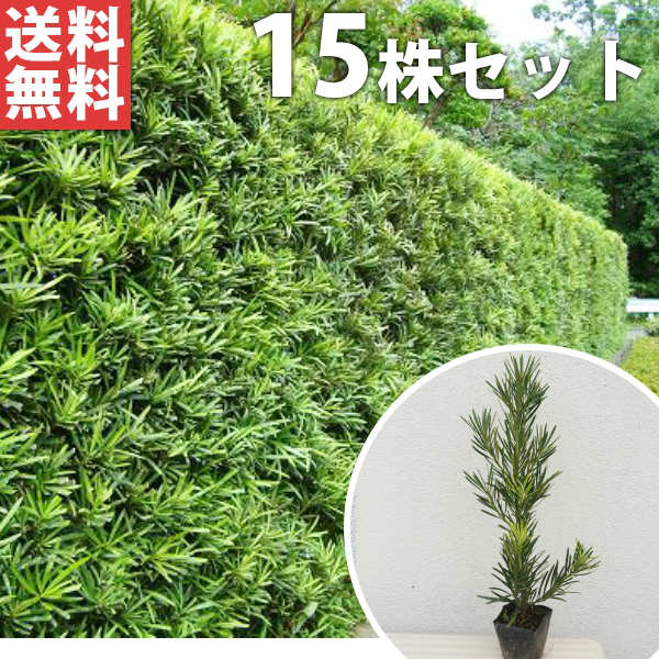 ■貨物輸送無料■【15本書き割り】 ラカンマキ 樹高0.3m前後 10.5糎ポット 生け垣 若木 苗 らかん血縁グループ マキ 血縁グループ 生け垣 植木 庭木 生垣 包みかくし