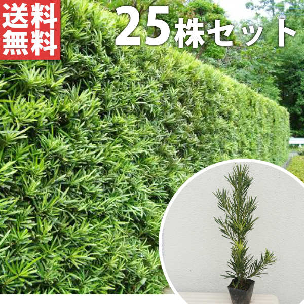 ■送料無料■【25本セット】 ラカンマキ 樹高0.3m前後 10.5cmポット 苗木 苗 らかんまき マキ まき 生垣 植木 庭木 生け垣 目隠し