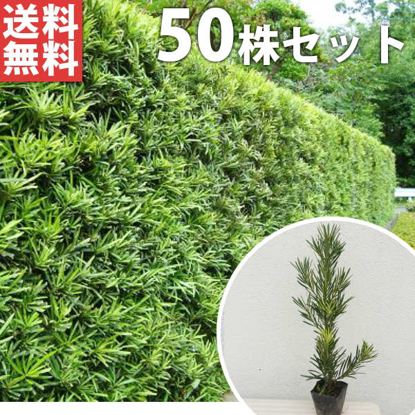 まき 10 5cmポット 植木 庭木 植木 ラカンマキ 生垣 らかんまき 目隠し 生垣 季の香 きのか ラカンマキ 樹高0 3m前後 生け垣 樹高0 3m前後 目隠し 生垣 送料無料 苗 ラカンマキ 樹高0 3m前後 庭木 苗 マキ 苗木 生垣 50本セット 苗木 生け垣