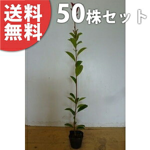 ■送料無料■【50本セット】 レッドロビン 樹高0.4m前後 10.5cmポット 苗木 苗 ベニカナメモチ ベニカナメ れっどろびん 垣根 生垣用 生垣 植木 庭木 生け垣 目隠し