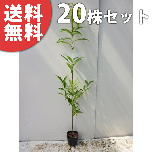 【楽天市場】 送料無料 【20本セット】 シラカシ 樹高1.0m前後 15cmポット 白樫・白橿 しらかし ポット入り生垣用 苗木 苗 植木 ...