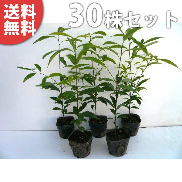 ■送料無料■【30本セット】 シラカシ 樹高0.3m前後 10.5cmポット 白樫・白橿 しらかし ポット入り生垣用 苗木 苗 植木 庭木 生け垣 生垣 目隠し