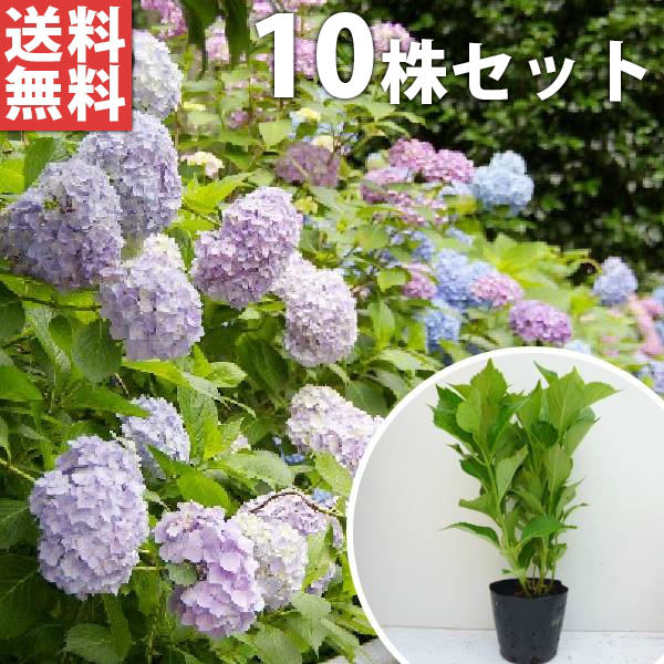 生け垣 苗 樹高0 3m前後 アジサイ 植木 花を楽しむ木 庭木 紫陽花 苗 苗木 庭木 苗木 初夏に花を咲かせる植木特集 アジサイ 造園用 植木 10本セット 西洋アジサイ 花を楽しむ木 苗 樹高0 3m前後 送料無料 植木 生け垣 花を楽しむ木 15cmポット あじさい 苗木 生け垣 苗 樹高0 3m前後 アジサイ 植木 花を楽しむ木 庭木 紫陽花 苗 苗木 庭木 苗木 初夏に花を咲かせる植木特集 アジサイ 造園用 植木 10本セット 西洋アジサイ 花を楽しむ木 苗 樹高0 3m前後 送料無料 植木 生け垣 花を楽しむ木 15cmポット あじさい 苗木