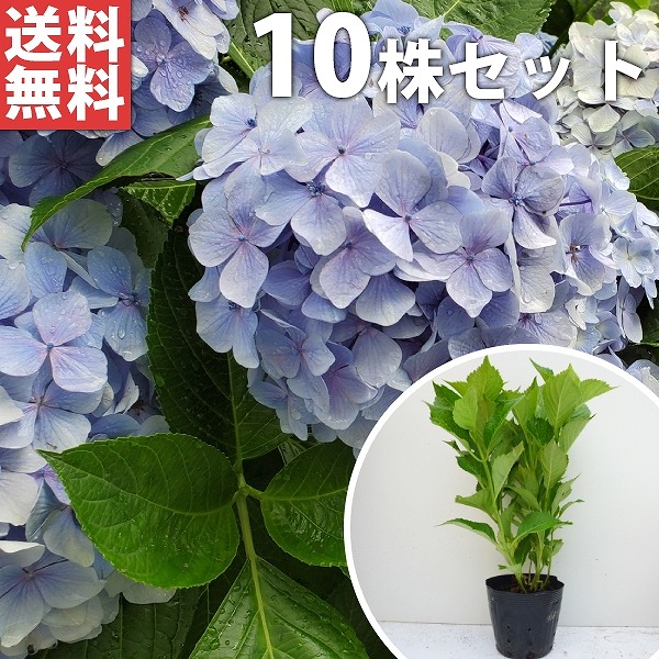 送料無料 アジサイ 青 青花 アオ 樹高0 4m前後 あじさい 庭木 植木 花を楽しむ木 西洋アジサイ 初夏に花を咲かせる植木特集 15cmポット 紫陽花 苗 苗木 生け垣