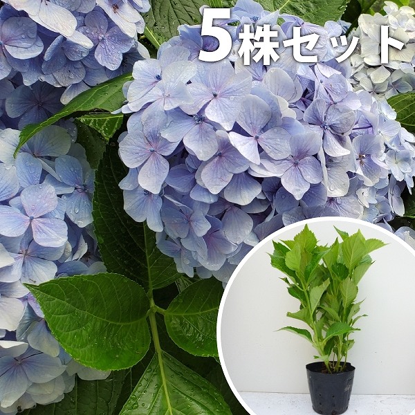 欄&空さま　輸入アジサイ苗 欄&空 様専用 輸入アジサイ 苗 7種 【公式通販】