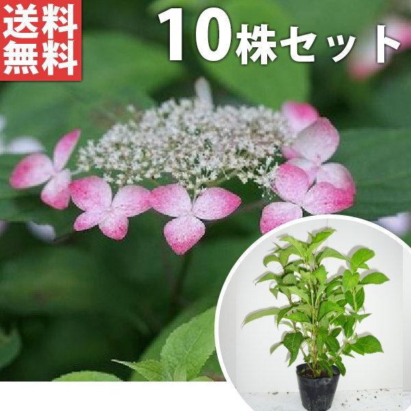 ■貨物輸送無料■【10本仕掛ける】 アジサイ・オトヒメ 樹高0.3m前後 15糎ポット 乙姫 アジサイ あじさい・おとひめ 若木 苗 植木 庭木 垣根 花を楽しむ木 初夏に花を咲かせる植木特集
