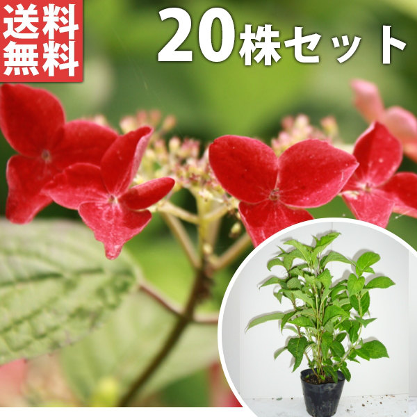■送料無料■【20本セット】 アジサイ・クレナイ 樹高0.3m前後 15cmポット 紅 紫陽花 あじさい・くれない 苗木 苗 植木 庭木 生け垣 花を楽しむ木 初夏に花を咲かせる植木特集