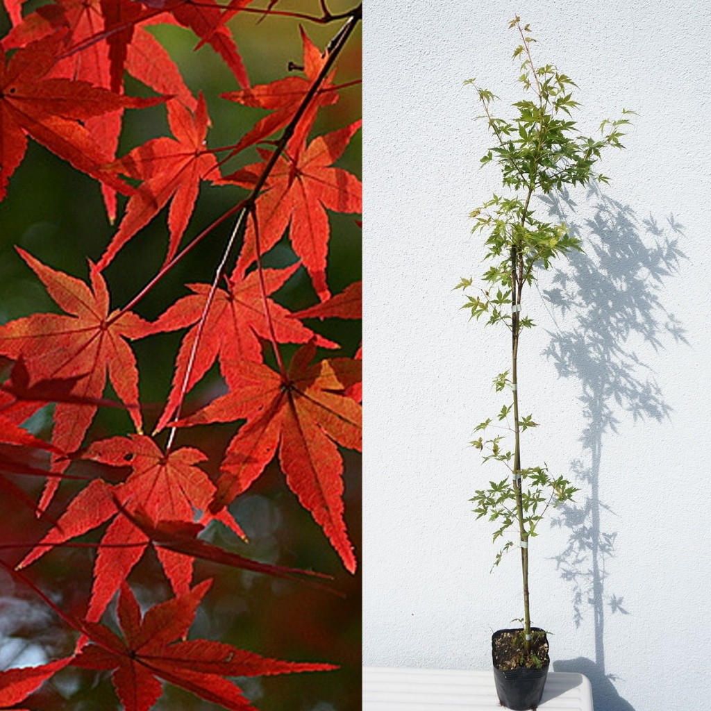 イロハモミジ 6本立ち 樹高H1.7m イロハモミジ 株立ち 樹高1.5～1.8m