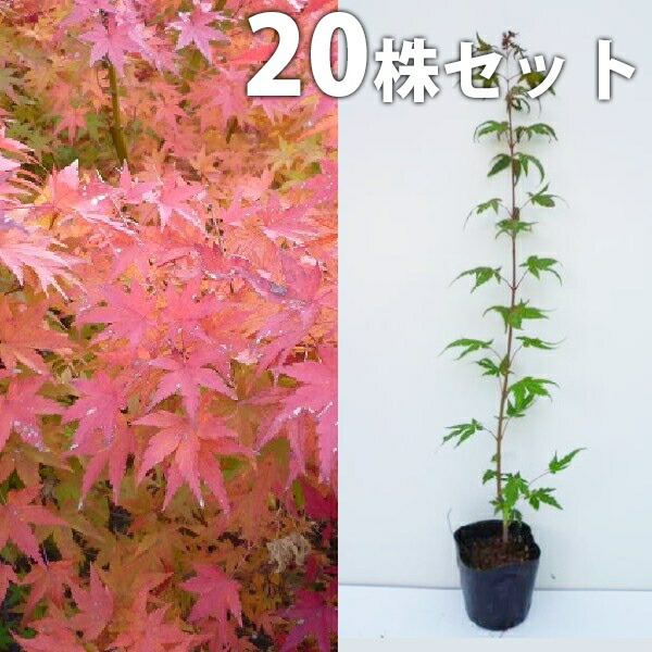 楽天市場】もみじ 苗木 【爪紅 （つまべに）】 約0.7m ポット苗 カエデ