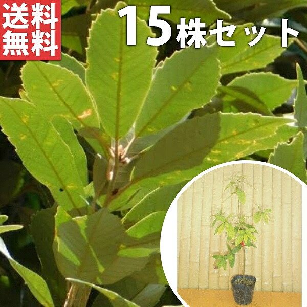 【楽天市場】 送料無料 【15本セット】 イチイガシ 樹高0.5m前後 10.5cmポット (一位樫 シノニム) 苗木 苗 植木 庭木 生け垣