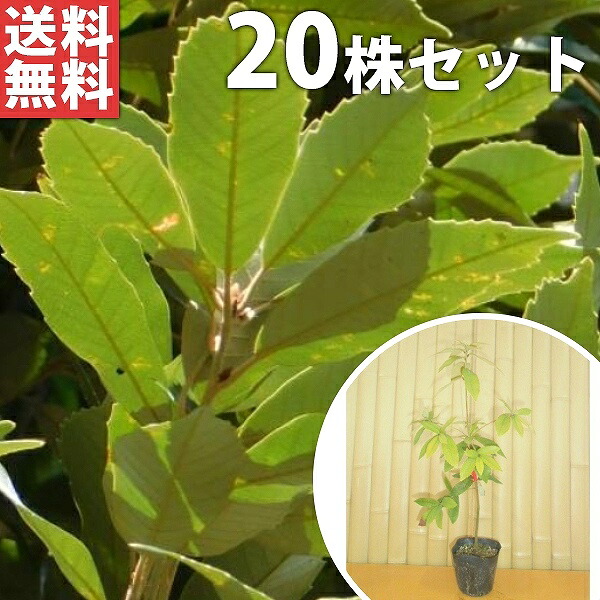 ■送料無料■【20本セット】 イチイガシ 樹高0.5m前後 10.5cmポット (一位樫 シノニム) 苗木 苗 植木 庭木 生け垣 生垣 目隠し 9,309円