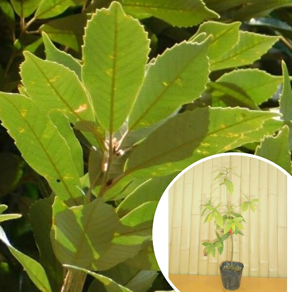 楽天市場】イチイ 苗 【イチイ】 約0.4m ポット苗 アララギ 一位 苗木