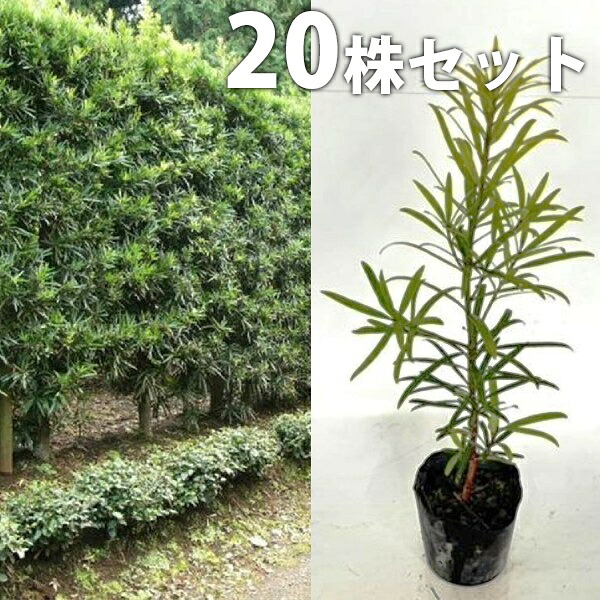 ■送料無料■【20本セット】 イヌマキ 樹高0.3m前後 10.5cmポット 苗木 苗 (犬槇) いぬまき 植木 庭木 生け垣 生垣 目隠し
