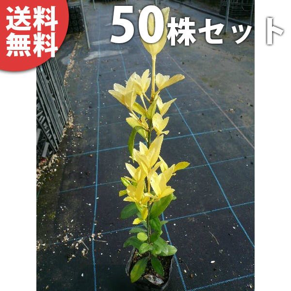■送料無料■【50本セット】 オウゴンマサキ 樹高0.4m前後 10.5cmポット 苗木 苗 おうごんまさき （黄金マサキ） スーパー黄金マサキ 生垣用 生垣 植木 庭木 生け垣 目隠し