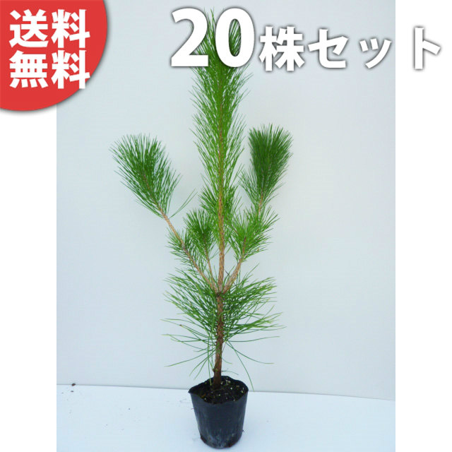 ■貨物輸送無料■【20本仕掛ける】 クロマツ 樹高0.3m前後 10.5糎ポット 黒松 くろまつ 若木 苗 松の木 植木 庭木 垣根 符牒天然木 常緑樹