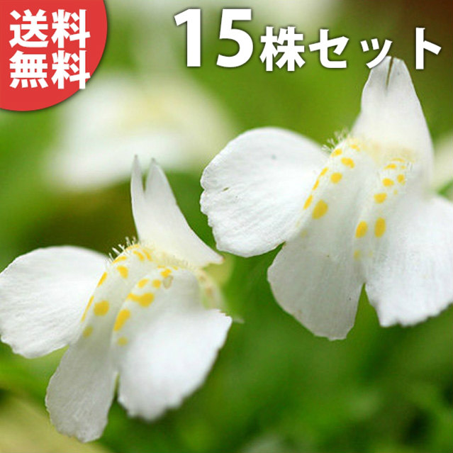 楽天市場】トキワレンゲ（ココ・マグノリア） 7号（21cm