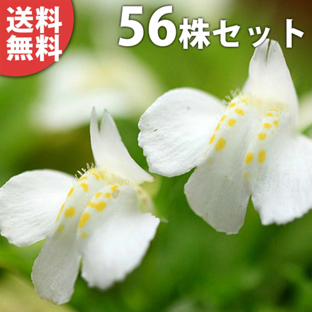 楽天市場】トキワレンゲ（ココ・マグノリア） 7号（21cm