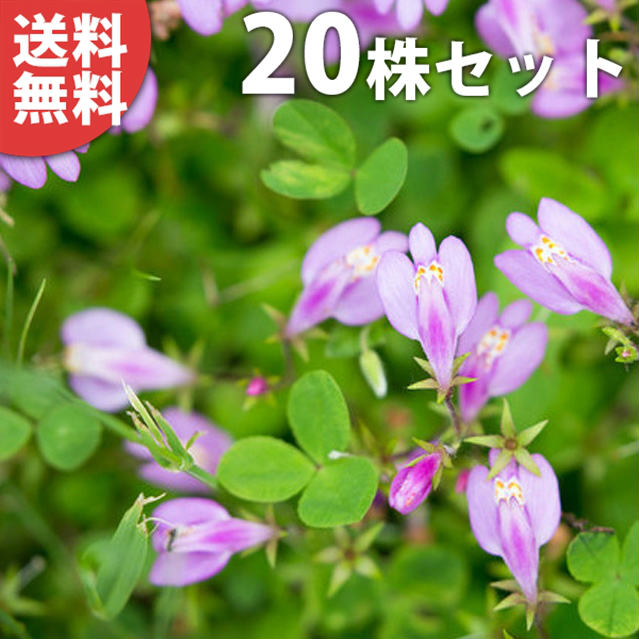 ■送料無料■【20ポットセット】 サギゴケ・ピンク花 9cmポット ピンクサギゴケ ピンク 苗木 苗 植木 庭木 生け垣 下草・グランドカバー