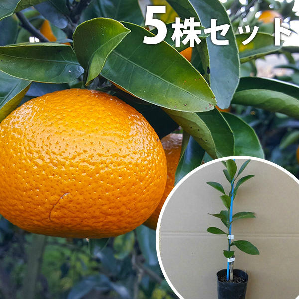 送料無料 5本セット 1本で実がなる スイートスプリング ポット みかん オレンジ 柑橘 接ぎ木 苗木 ポット苗 苗 樹高0 2m前後 9cmポット 果樹苗 果樹 植木 木 スイートスプリング ポット 樹高0 2m前後 果樹苗 果樹 植木 木 果樹 環境により異なります日当たり日向 半日陰