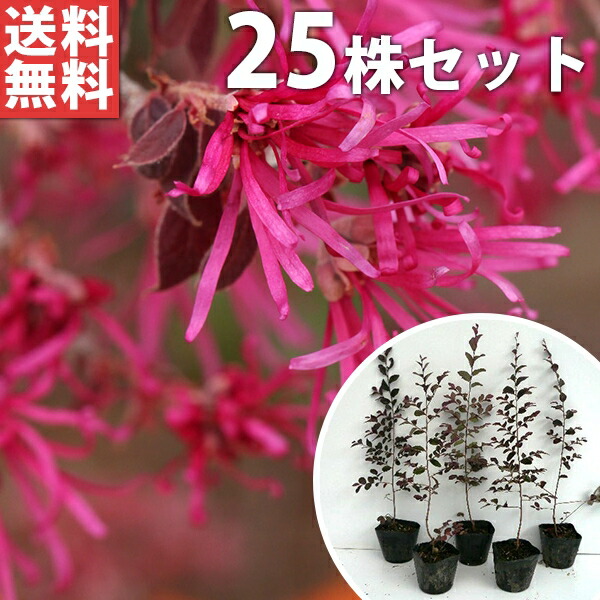 苗 樹高0 2m前後 25本セット 生け垣 苗木 トキワマンサク 赤葉赤花 庭木 植木 目隠し 生垣 10 5cmポット トキワマンサク 赤葉赤花 目隠し 生垣花 ガーデン Diy 25本セット 送料無料 樹高0 2m前後 10 5cmポット 常盤満作 ときわまんさく 生垣用 苗木