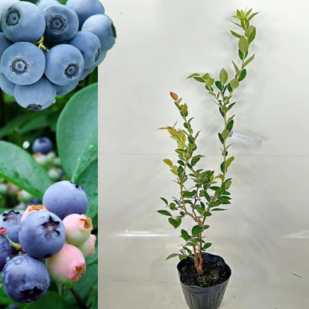 楽天市場】ラビットアイ系 ブルーベリー 苗木 3株セット ベッキー