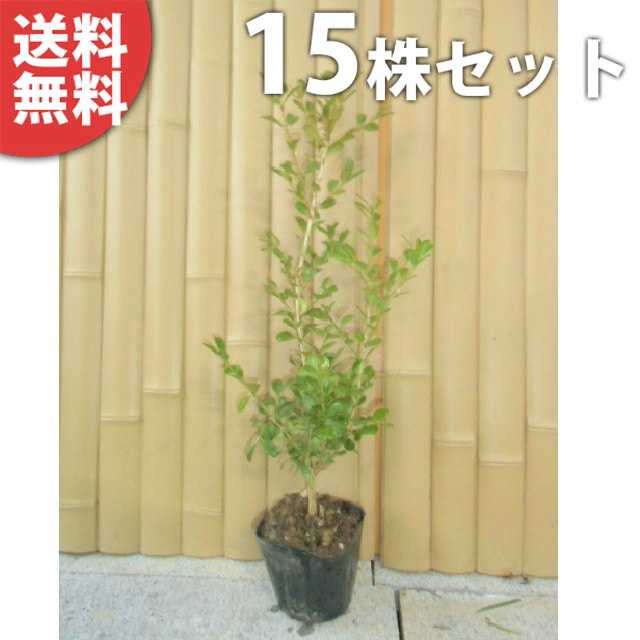 ■送料無料■【15本セット】 ボックスウッド 樹高0.3m前後 15cmポット 優良品 苗 苗木 生垣 植木 庭木 生け垣 目隠し
