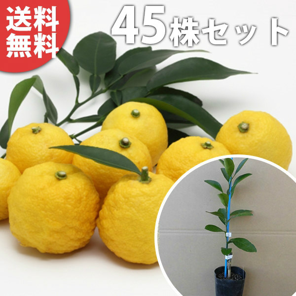 ポット苗 ゆず 植木 ガーデニング 農業 果樹 ゆず 樹高0 2m前後 45本セット 樹高0 2m前後 本柚子 苗 木 季の香 きのか 柚子 ポット 本ゆず 接ぎ木 果樹苗 柚子の木 送料無料 果樹 苗木 1本で実がなる 柑橘 本柚子 柚子 ポット 9cmポット 果樹苗 ユズ