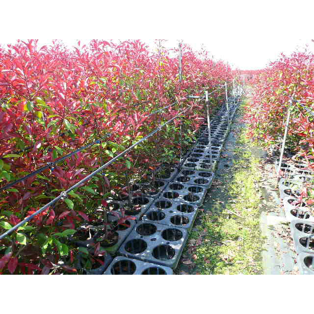 楽天市場】レッドロビン 苗 【選抜 スカーレットパール】 5号ポット苗