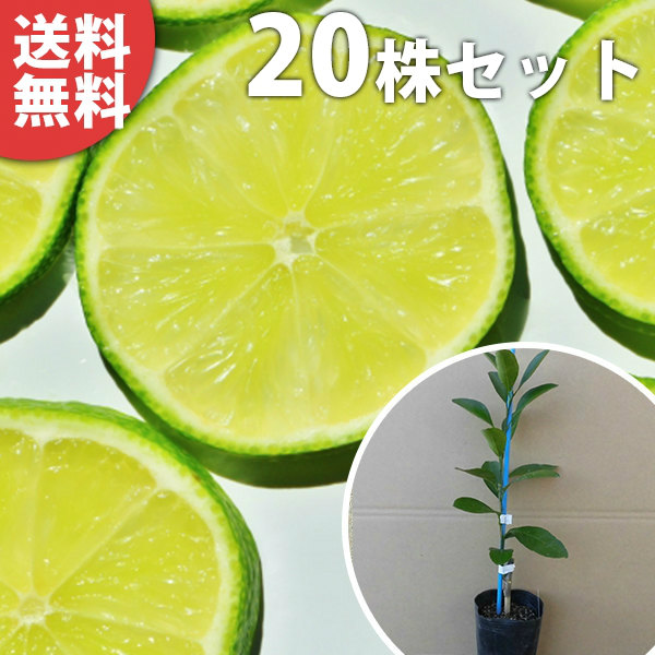 10本セット苗　柑橘 レモン苗木　ライム苗木 10本セット苗 柑橘 レモン苗木 ライム苗木